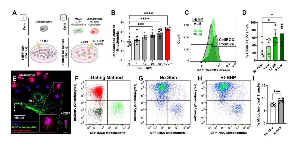 RoosterBio (@roosterbio) on Twitter photo 📙 This study by <a href="/DelcoLab/">Delco Lab</a> (<a href="/cornellvet/">Cornell University College of Veterinary Medicine</a>) reveals how mesenchymal stem cells transfer mitochondria to chondrocytes, a key mechanism of MSC therapeutic activity. Oxidative stress boosts this transfer, with the Cx43 isoform GJA1-20k playing a major role. ➡️stemcellres.biomedcentral.com/articles/10.11… 📙 This study by <a href="/DelcoLab/">Delco Lab</a> (<a href="/cornellvet/">Cornell University College of Veterinary Medicine</a>) reveals how mesenchymal stem cells transfer mitochondria to chondrocytes, a key mechanism of MSC therapeutic activity. Oxidative stress boosts this transfer, with the Cx43 isoform GJA1-20k playing a major role. ➡️stemcellres.biomedcentral.com/articles/10.11…
