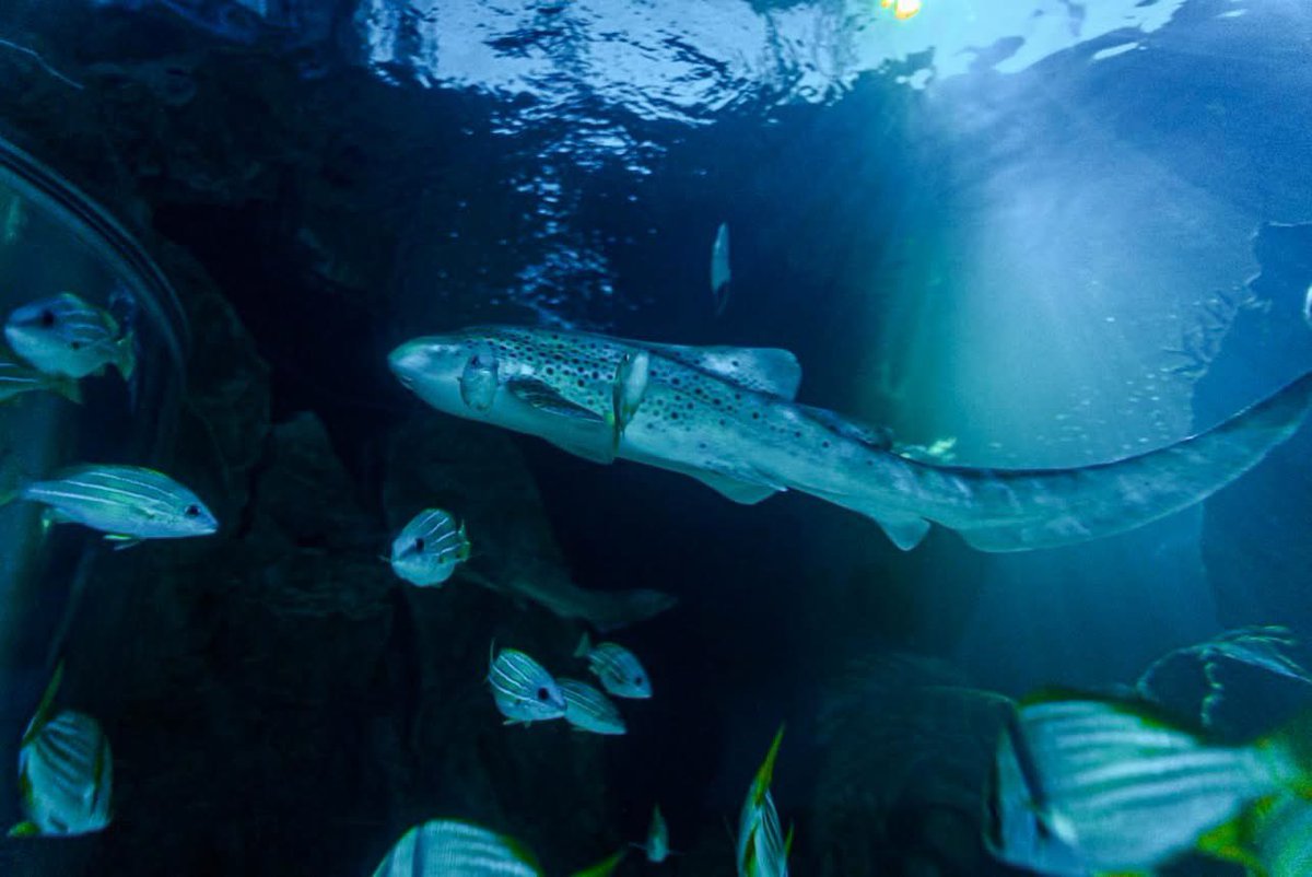 Happy World Aquatic Animal Day! 🐠

Did you know that oceans cover more than 70% of the Earth’s surface and are home to over 230,000 species of aquatic animals? These creatures help regulate the climate, produce oxygen and maintain the balance of our ecosystems! 🪸🌊