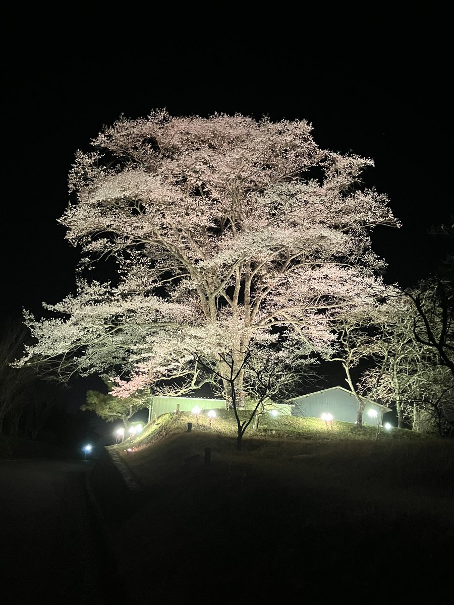 やっと五分咲き❣️