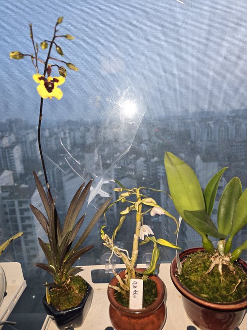 겨우내 추운 겨울 견뎌내고 
봄이 오니 자기 할 일을 하는 내 화초들..♡
#트롬니아 #금송 #카틀레야 #서양란