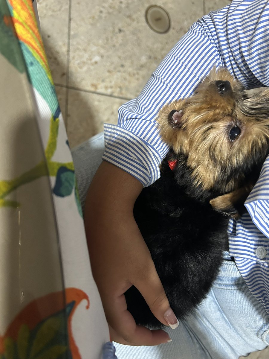 Sé que reencarnaste y volviste a mi dokito, todos los días te extraño 🥺, bienvenido otra vez 😭❤️