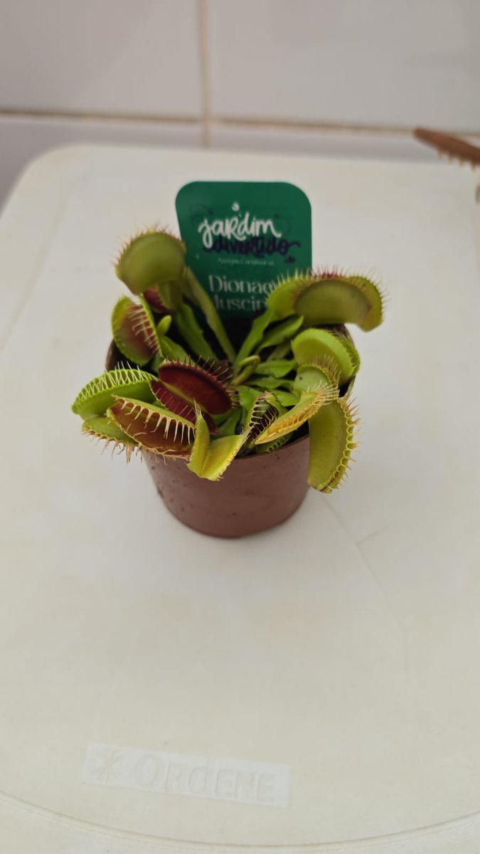 Bethalissa9's tweet photo. Realizei meu sonho de infância e comprei uma planta carnívora https://t.co/6XqXXWxnLj