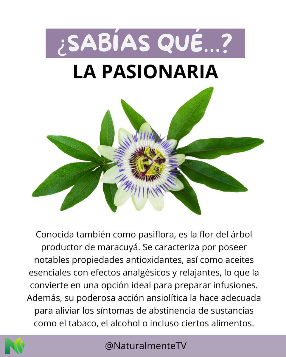 NaturalmenteTV_'s tweet photo. 🌼 ¡Descubre la Pasionaria! 🌱
Esta planta no solo embellece tu espacio, sino que también purifica el aire y mejora tu bienestar.
✨Su cuidado es sencillo y sus flores son un deleite visual. 🍃
#NaturalmenteTV
#03ABR2025
#03april
Patriota
Marruecos
La UE https://t.co/dLQ4WPGHmW
