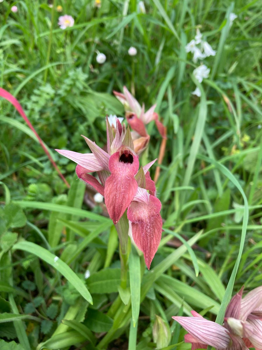 Stanno fiorendo le prime orchidee selvatiche del genere Serapias!

#floraspontanea <a href="/LEorchids/">LIFEorchids</a>  
#parcodiportofino #montediportofino