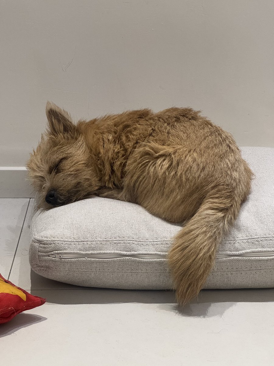 TALON | Tora tweet media