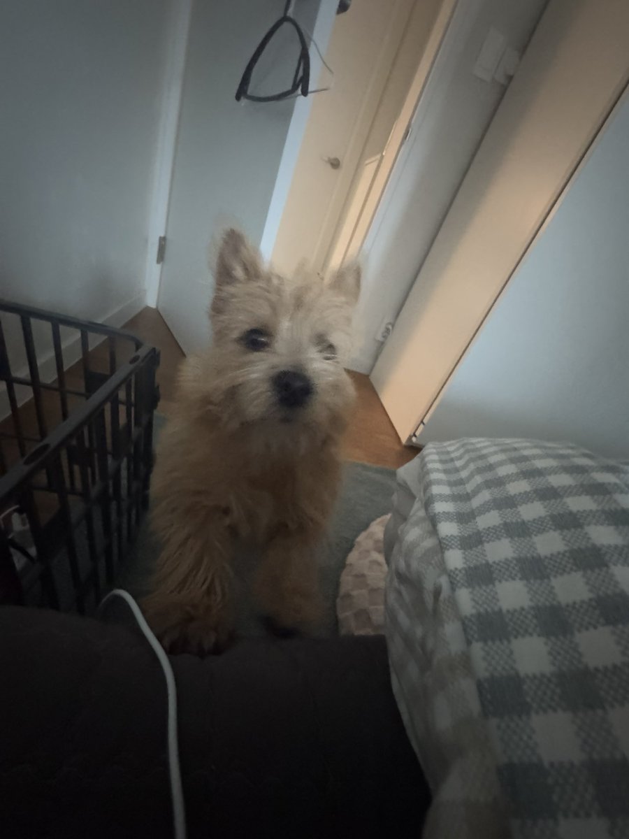 TALON | Tora (@torathetiger2) on Twitter photo 