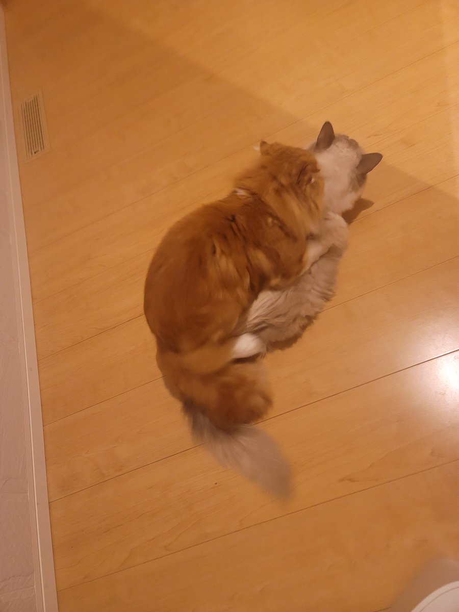 去勢手術から帰ってきたら