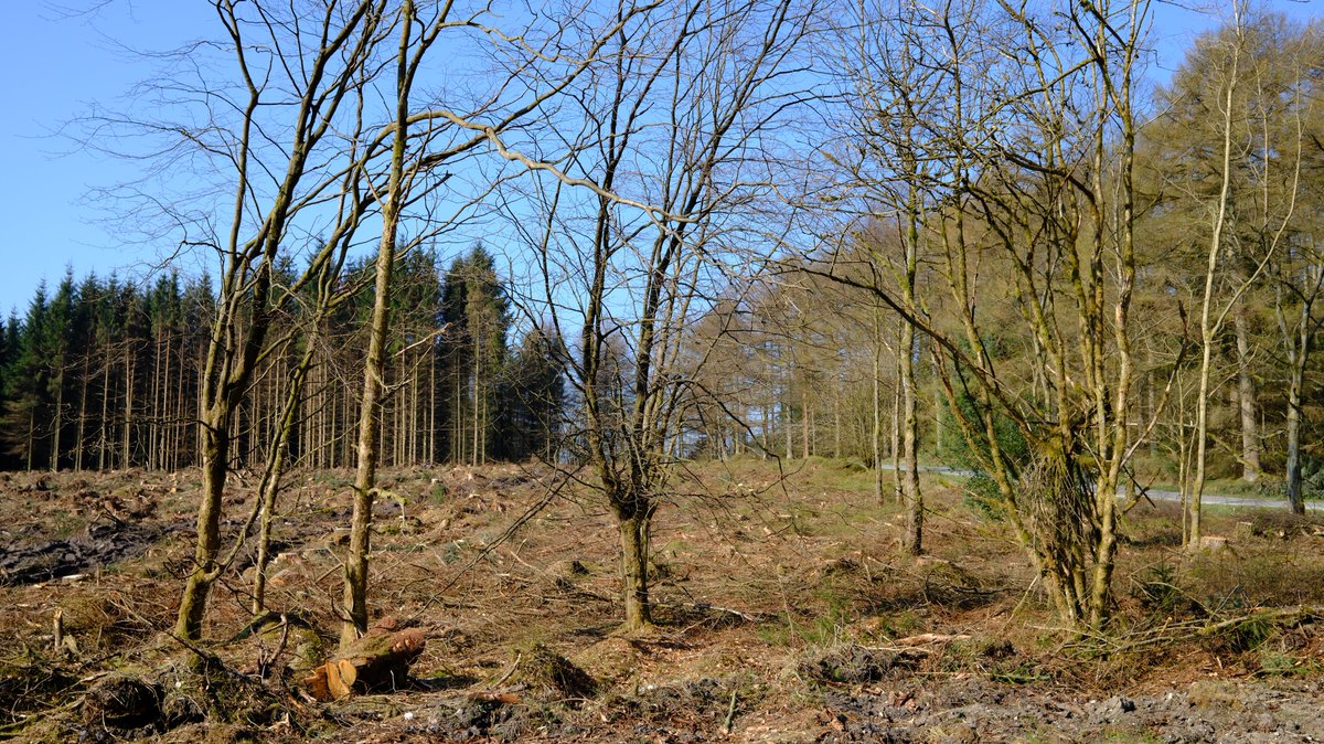 In Dalby Forest there's been harvesting over the winter. Pictured here, at 220m aod, between Little Gill &amp; Deep Dale, on Dalby Forest Drive, where there's a protected barrow - a Scheduled Monument.