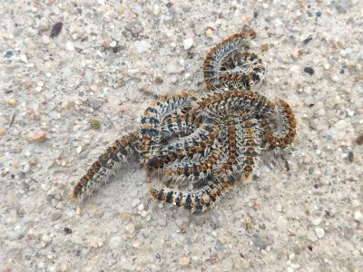 Inventario visual de marzo: educa2.madrid.org/.../blogs/inve…
Lo que se puede ver en un parque urbano...