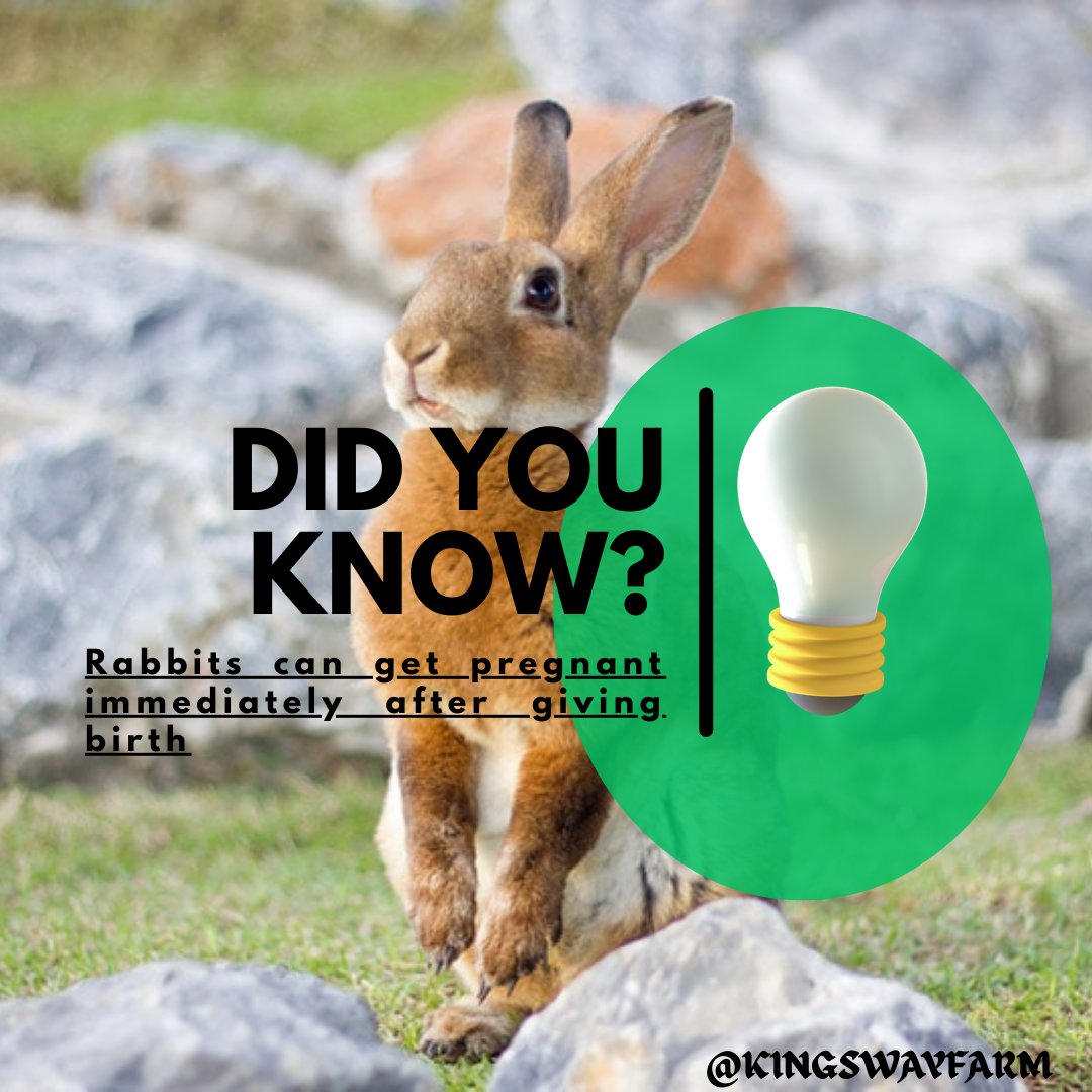 SUNDAY-MICHAEL🐷🐰🦮🐕🦺🐖🐐🦬🐂 (@landlordnxt77) on Twitter photo Do You Know?
Rabbits can get pregnant immediately after giving birth :- This is why they reproduce so quickly!
#Kingswayfarm Do You Know?
Rabbits can get pregnant immediately after giving birth :- This is why they reproduce so quickly!
#Kingswayfarm