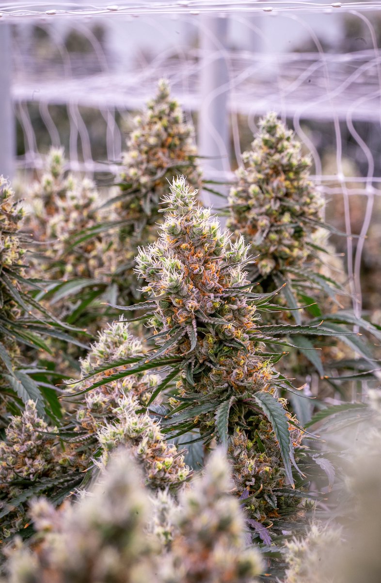 A man and his garden <a href="/KypRowe/">Kyp Rowe</a> . Can’t wait to share all of the amazing images and stories from our visit to <a href="/VicCannabisCo/">The Victoria Cannabis Company</a>  — what a crew!