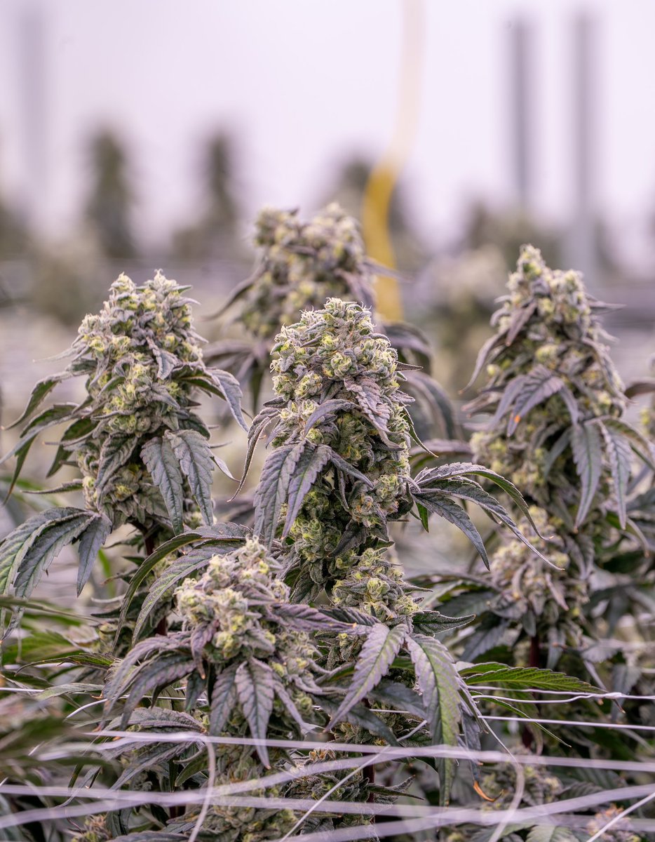 Purple Hills tweet media