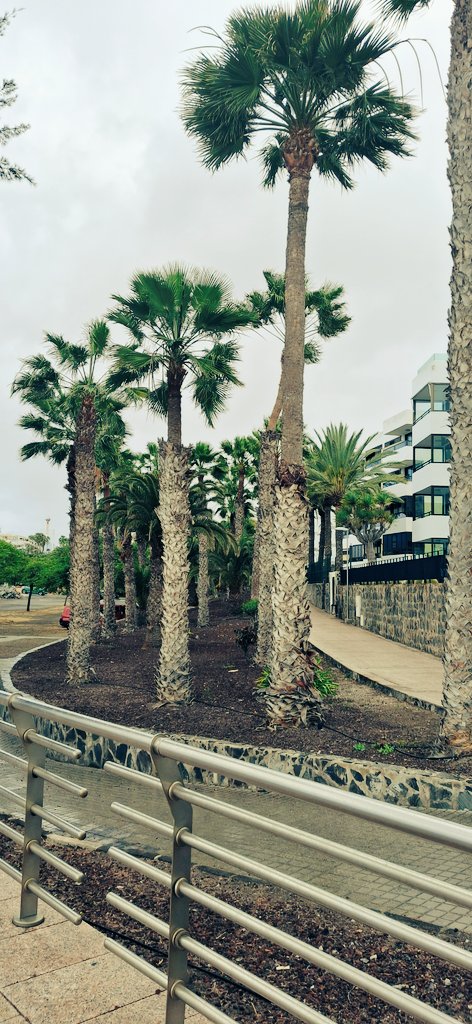 SecretsSavvy's tweet photo. Gran Canaria 🌴 https://t.co/ChNyMddYg1