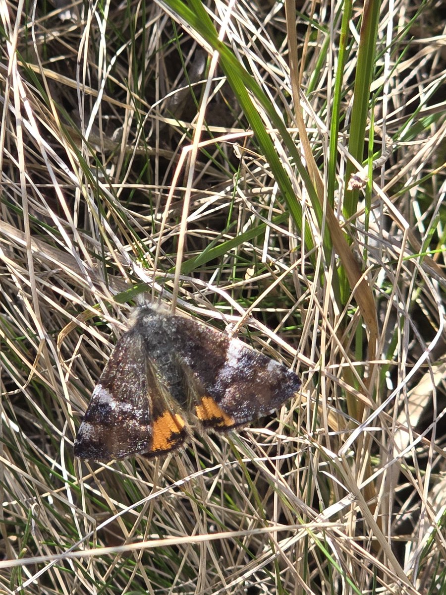 chrisambrose22's tweet photo. Lovely Orange Underwing along our @AinsdaleNNR butterfly transect yesterday afternoon. 25 butterflies noted, including Peacock, Comma, Speckled Wood, Orange Tip and Green-veined White.  Great start to the year. @BC_Lancs @savebutterflies https://t.co/uBVM3ptjJg