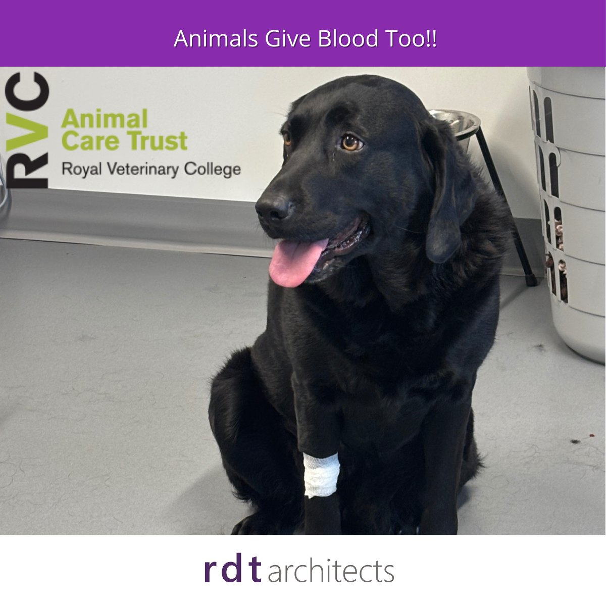 A heartfelt reminder why blood doning is important-our Wellness Director, Suki, received a touching letter:
“..Your donation of blood has meant our golden retriever, Alfie, is still with us and enjoying life almost to full again..."
visit rvc.ac.uk/act/blooddonors
#DogsGiveBlood