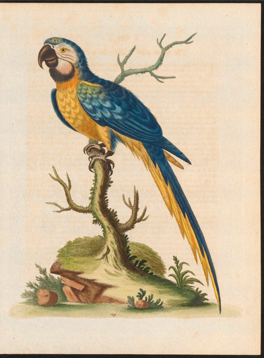 In 1694 #OTD the naturalist George Ewards was born.

Known by some as the father of British ornithology, Edwards travelled through Europe producing colourful drawings of birds as he went.

He published A Natural History of Uncommon Birds, which was referenced by Linnaeus. (📸BHL)