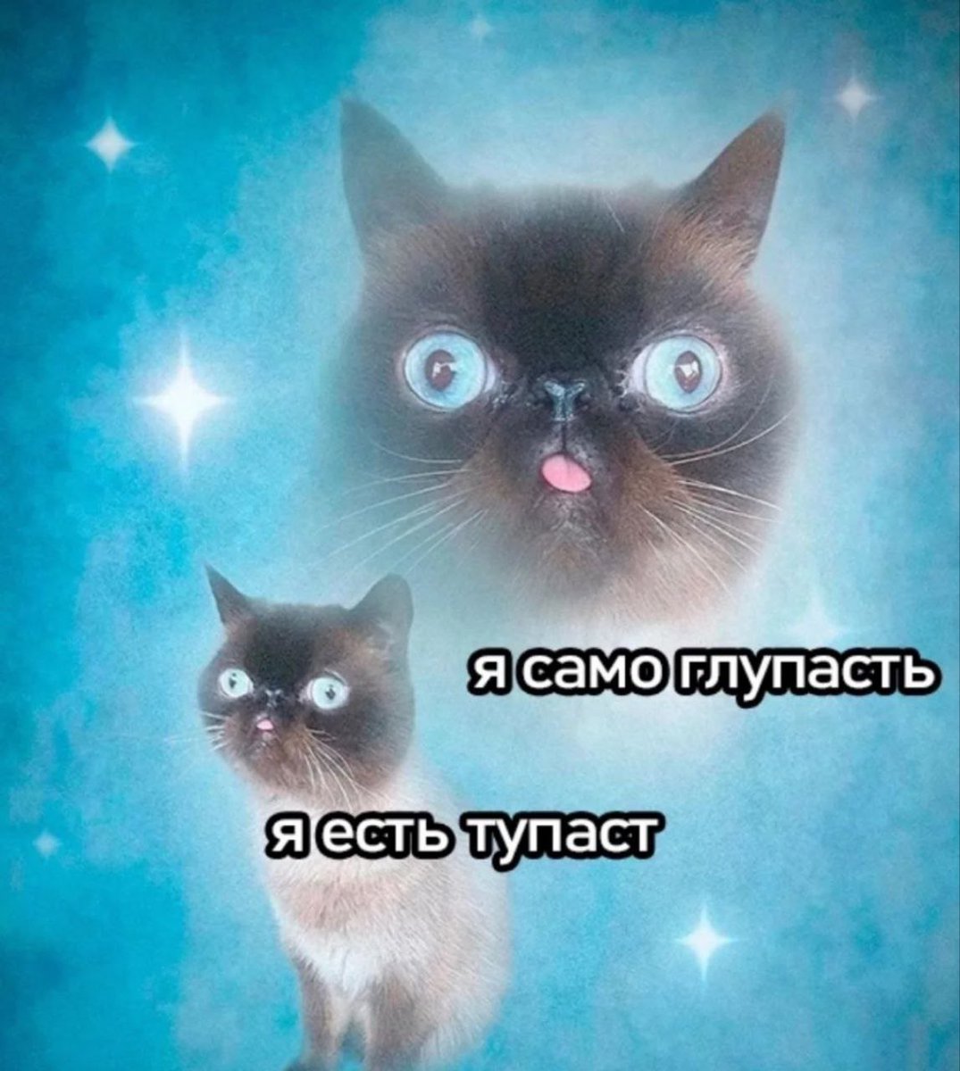 catsilcats's tweet photo. https://t.co/QynKsrxbP6