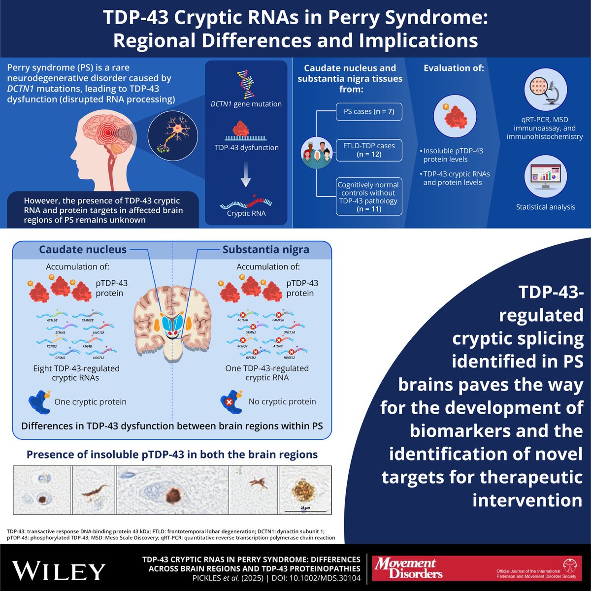 PrudencioLab (@prudenciolab) on Twitter photo Our manuscript got highlighted with a beautiful infographic!
#TDP43 #PerrySyndrome #Neurodegeneration #RNAsplicing #Biomarkers #Neuroscience #FTLD #ALS <a href="/PrudencioLab/">PrudencioLab</a>
DOI: doi.org/10.1002/mds.30… Our manuscript got highlighted with a beautiful infographic!
#TDP43 #PerrySyndrome #Neurodegeneration #RNAsplicing #Biomarkers #Neuroscience #FTLD #ALS <a href="/PrudencioLab/">PrudencioLab</a>
DOI: doi.org/10.1002/mds.30…