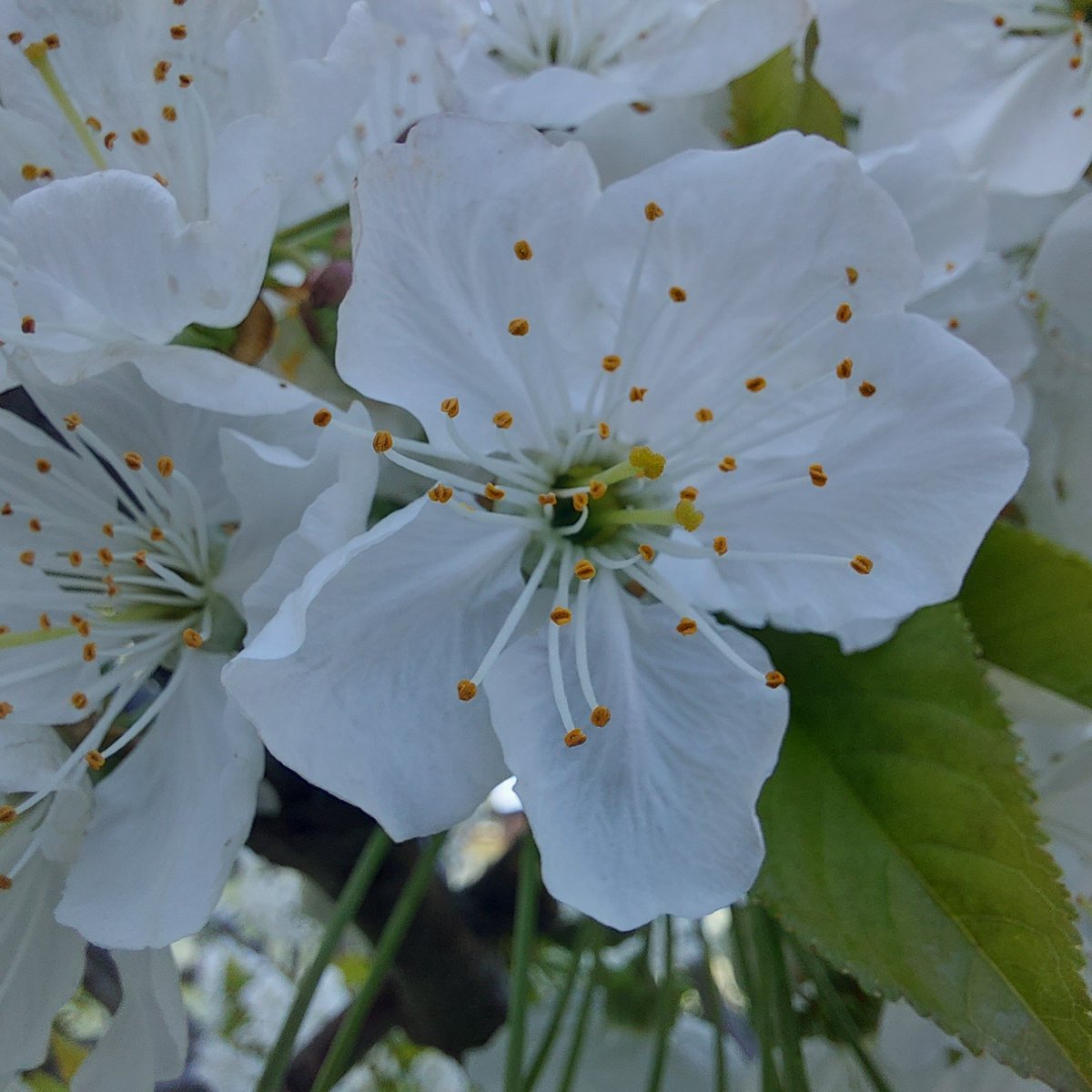 alex63roy1's tweet photo. #Ciliegio #Ciliegioinfiore https://t.co/DeIhzzolbl
