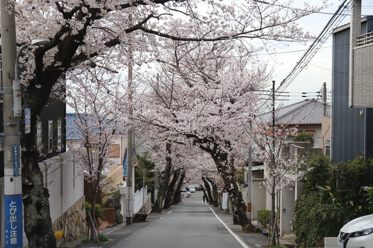 cien_caras_cien's tweet image. 2025摩耶ケーブル下桜のトンネル🌸

#桜のトンネル 
#摩耶ケーブル