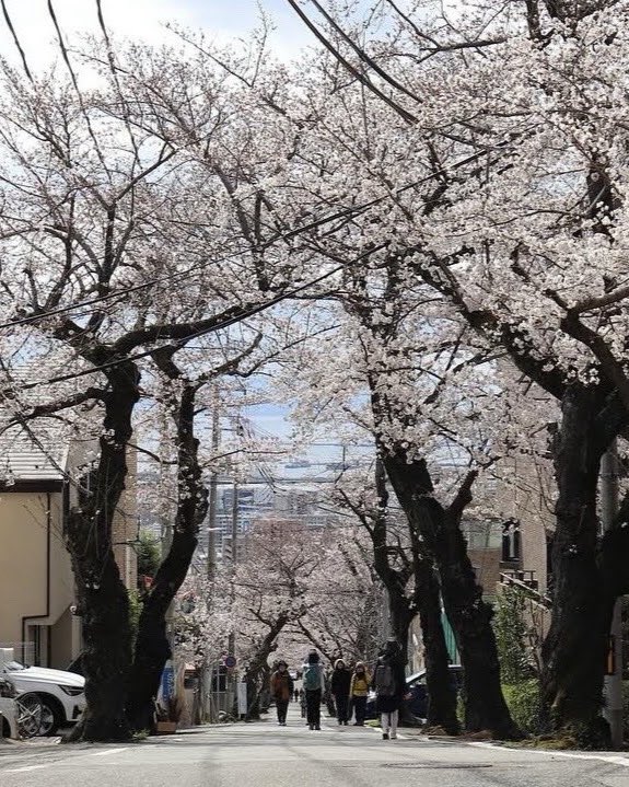 cien_caras_cien's tweet image. 2025摩耶ケーブル下桜のトンネル🌸

#桜のトンネル 
#摩耶ケーブル