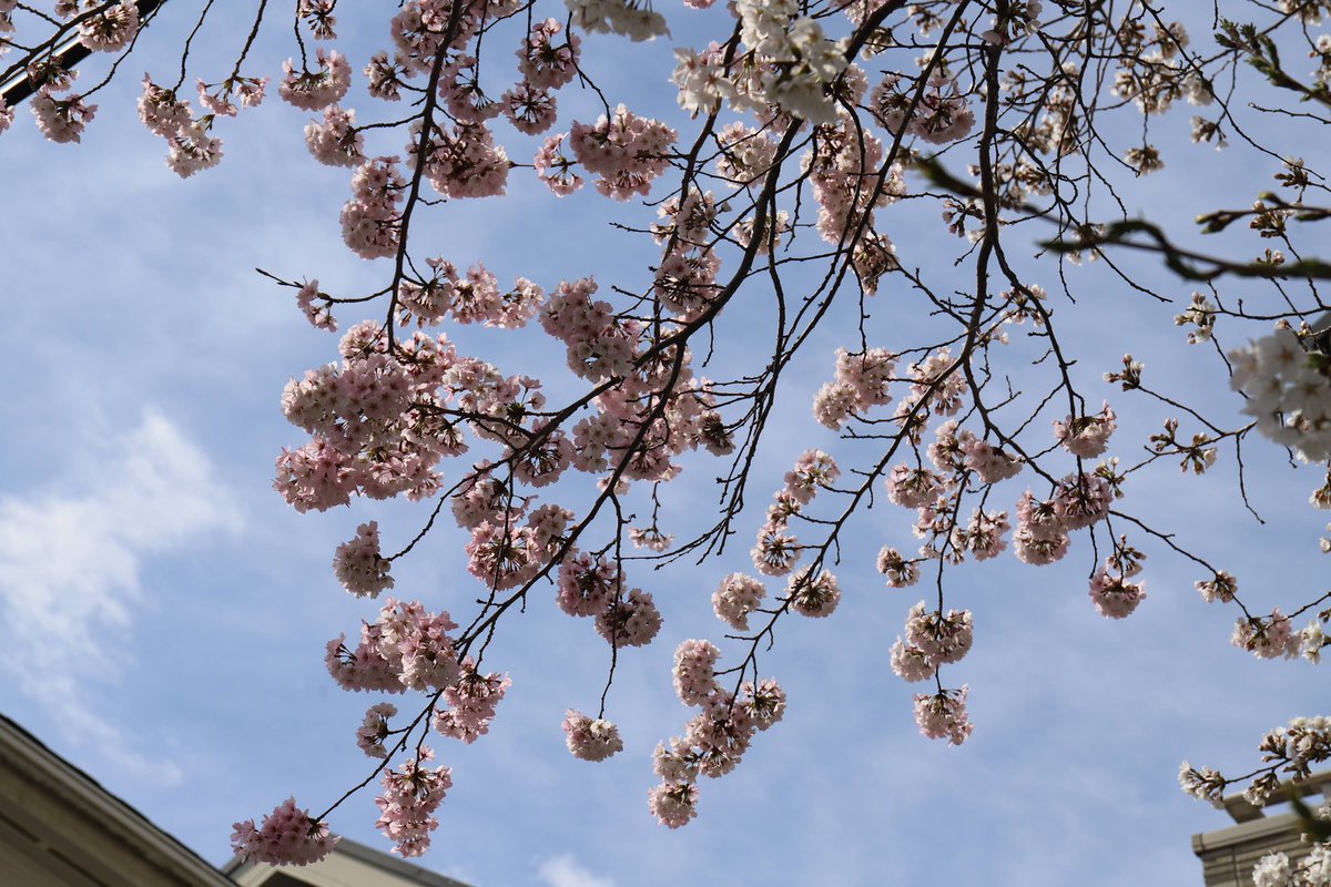 cien_caras_cien's tweet image. 2025摩耶ケーブル下桜のトンネル🌸

#桜のトンネル 
#摩耶ケーブル