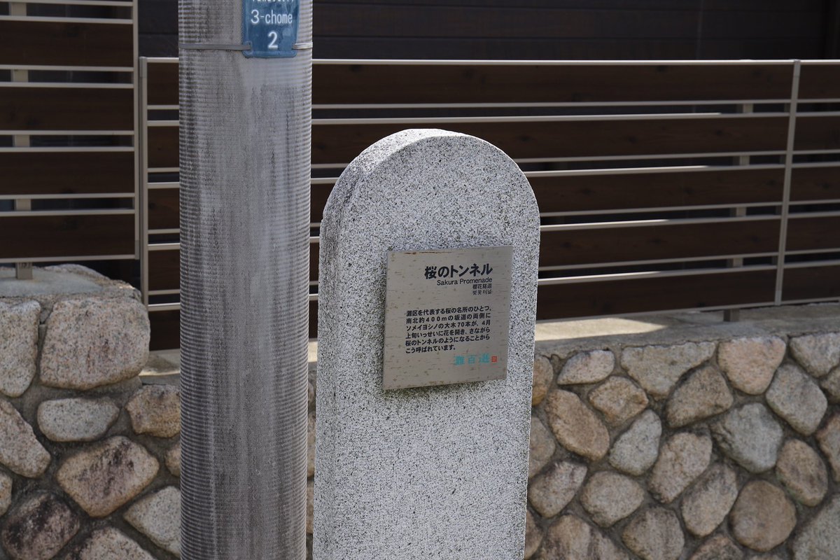 cien_caras_cien's tweet image. 2025摩耶ケーブル下桜のトンネル🌸

#桜のトンネル 
#摩耶ケーブル