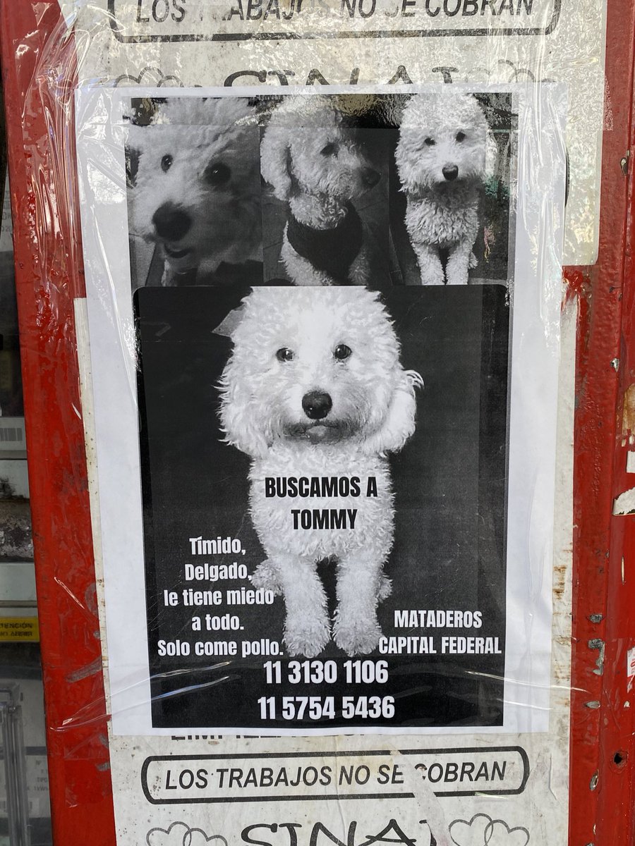 killmyblood's tweet image. el otro dia saliendo de la facu me cruce con este cartel en todas las calles 
Por dios q alguien encuentre a tommy xfavor que le tiene miedo a todo😭