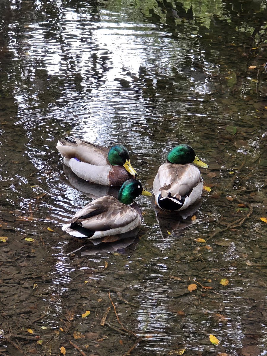 I went to <a href="/DescansoGardens/">Descanso Gardens</a> for the blooms but ended up captivated by the birds. Spring at Descanso <a href="/lacountyparks/">Los Angeles County Parks & Recreation</a> is alive with movement, song, and unexpected encounters.

-Anna’s hummingbird
-California towhee
-Mallard ducks
#DescansoGardens #birdwatching #birder <a href="/lacountyparks/">Los Angeles County Parks & Recreation</a>