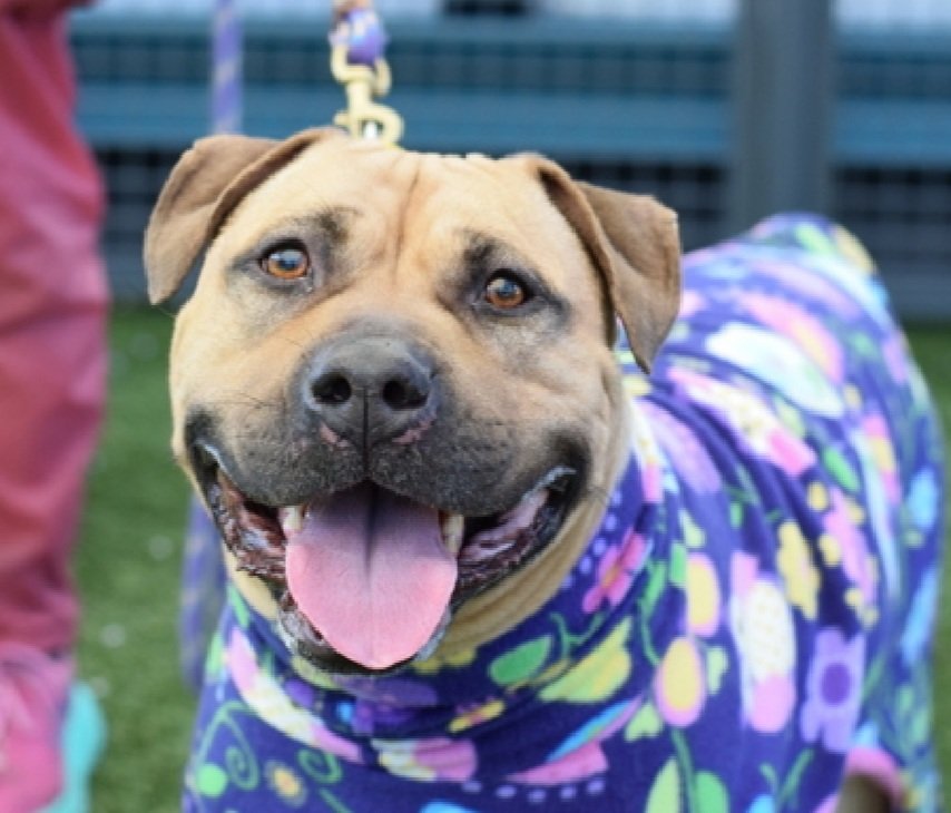 Morgan Fairchild's Dogs tweet media