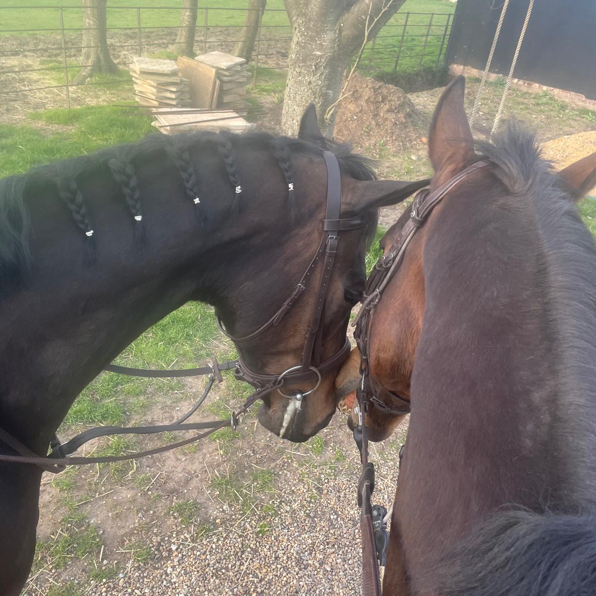 douey5's tweet image. Best friends #retiredracehorses fusil raffles ok corral