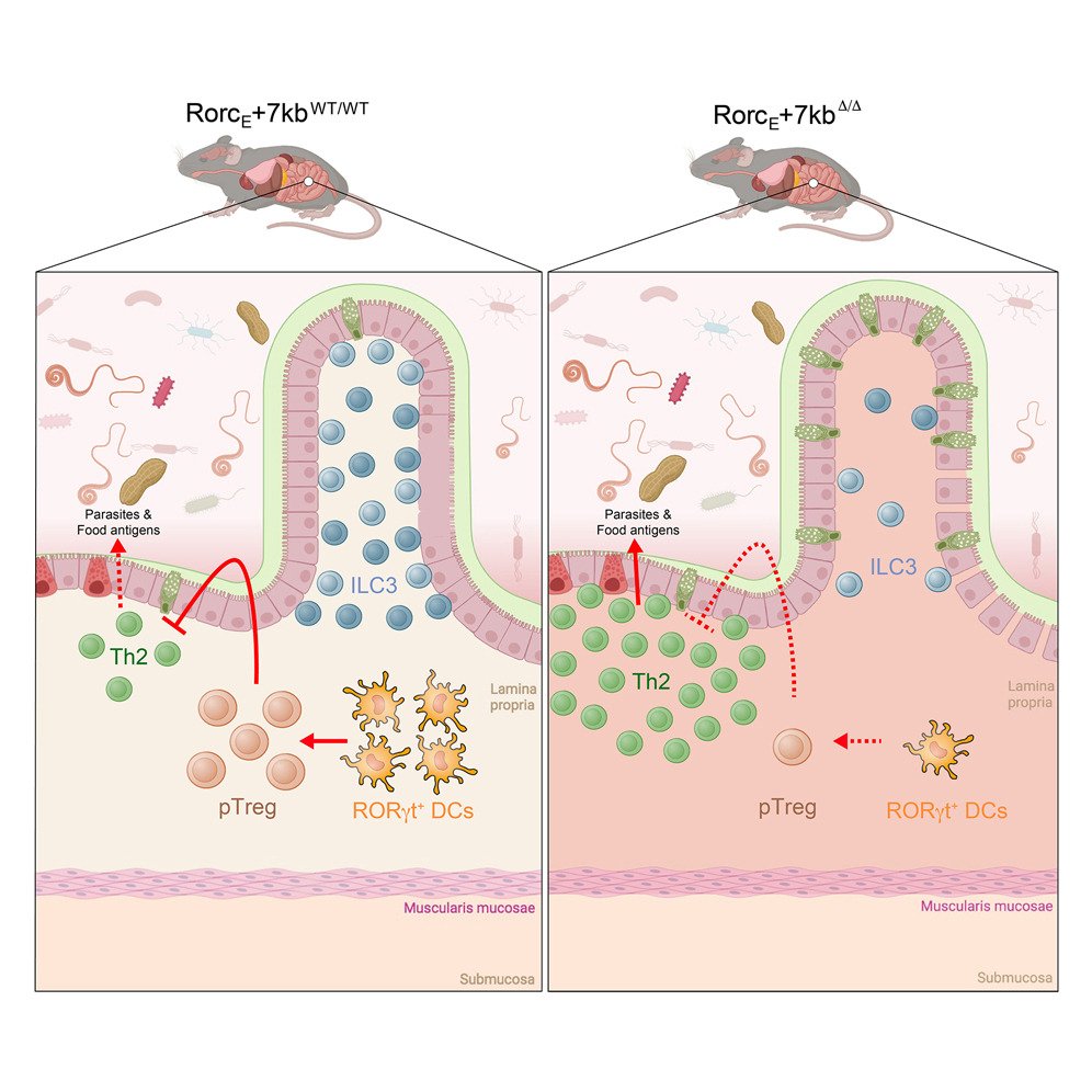 Waggoner Lab (@labwaggoner) on Twitter photo RORγt+ DCs are key to maintaining intestinal immune balance and preventing inappropriate immune responses to food antigens <a href="/TheColonnaLab/">The Colonna Lab</a> <a href="/CellCellPress/">Cell</a> <a href="/PatFernRod/">Patrick Rodrigues</a>
cell.com/cell/fulltext/… RORγt+ DCs are key to maintaining intestinal immune balance and preventing inappropriate immune responses to food antigens <a href="/TheColonnaLab/">The Colonna Lab</a> <a href="/CellCellPress/">Cell</a> <a href="/PatFernRod/">Patrick Rodrigues</a>
cell.com/cell/fulltext/…