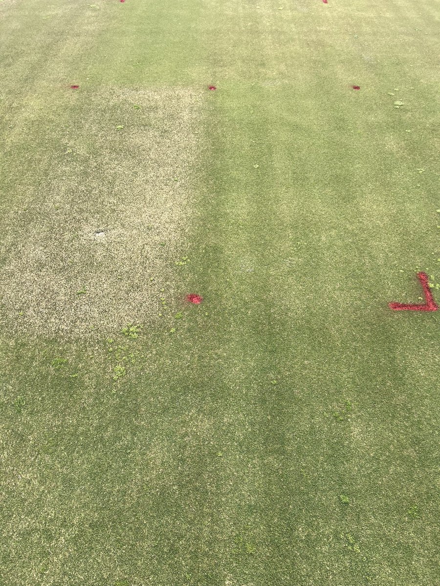 The difference between a fungicide program developed in 2003 on the left and a program developed in 2023. The programs were for bentgrass and these were applied to bermudagrass and bentgrass. Yes modern fungicides have improved!