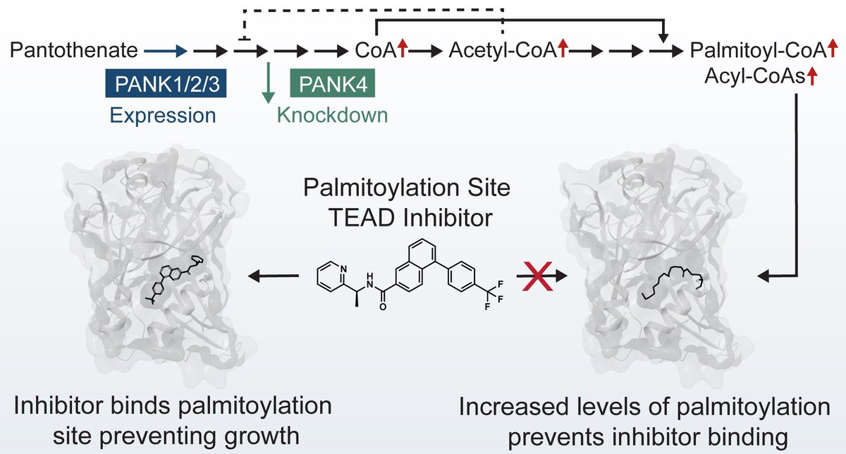 Kayla Nutsch (@kaylaenutsch) on Twitter photo Out today in <a href="/ACSPublications/">ACS Publications</a> Chem Bio, we uncovered a potential therapeutic resistance mechanism to TEAD inhibitors through direct competition of the binding pocket with increased levels of Palmitoyl-CoA. Check it out now! pubs.acs.org/doi/full/10.10… Out today in <a href="/ACSPublications/">ACS Publications</a> Chem Bio, we uncovered a potential therapeutic resistance mechanism to TEAD inhibitors through direct competition of the binding pocket with increased levels of Palmitoyl-CoA. Check it out now! pubs.acs.org/doi/full/10.10…
