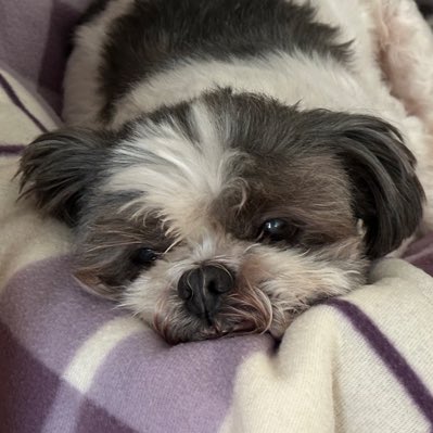 percydashihtzu's tweet photo. #NewProfilePic https://t.co/MAvLffMFWq