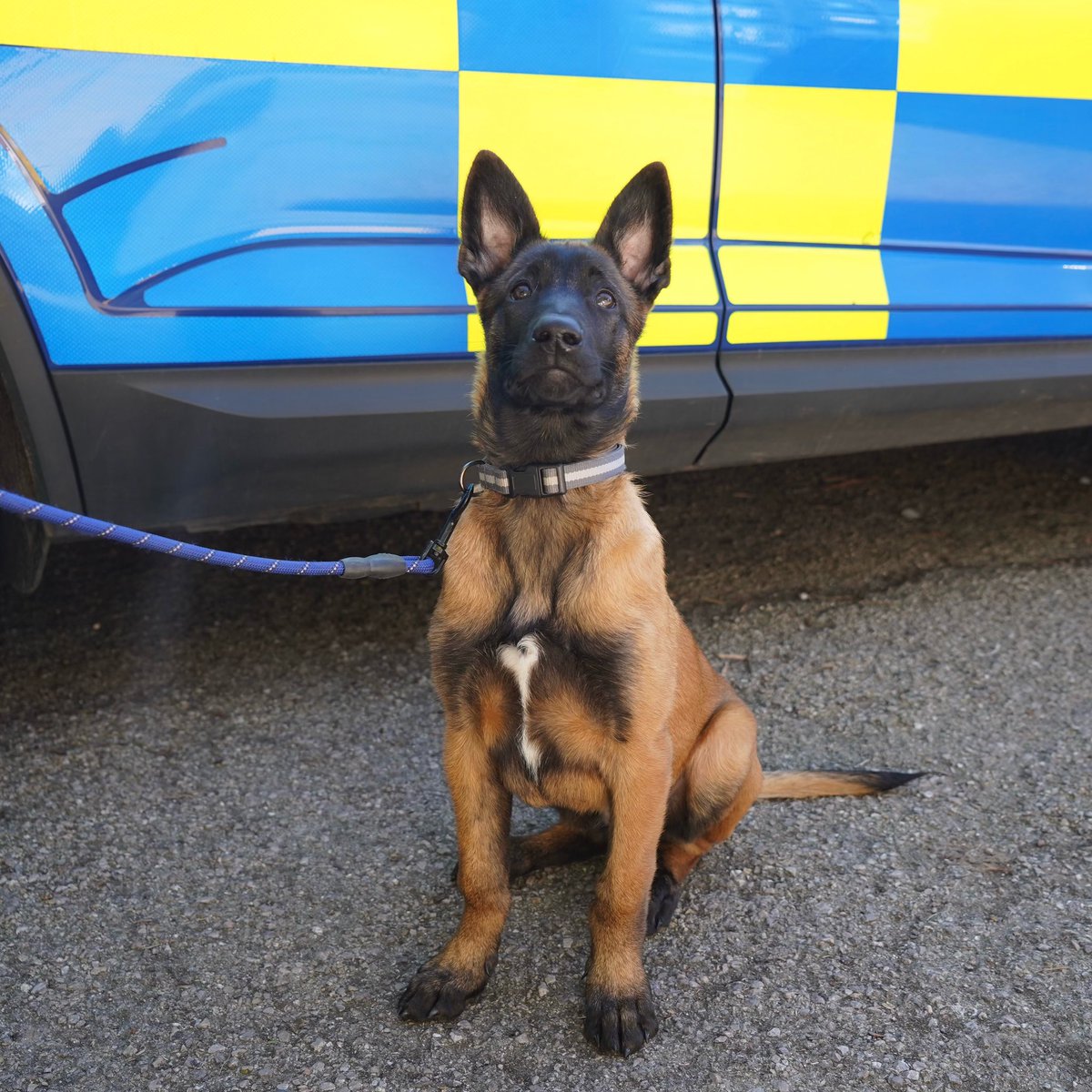 15 week old TPD Otto, sitting very patiently for his photo 🤣

Otto will be one of our General Purpose dogs and is currently living with his handler and his new brother, PD Drake.