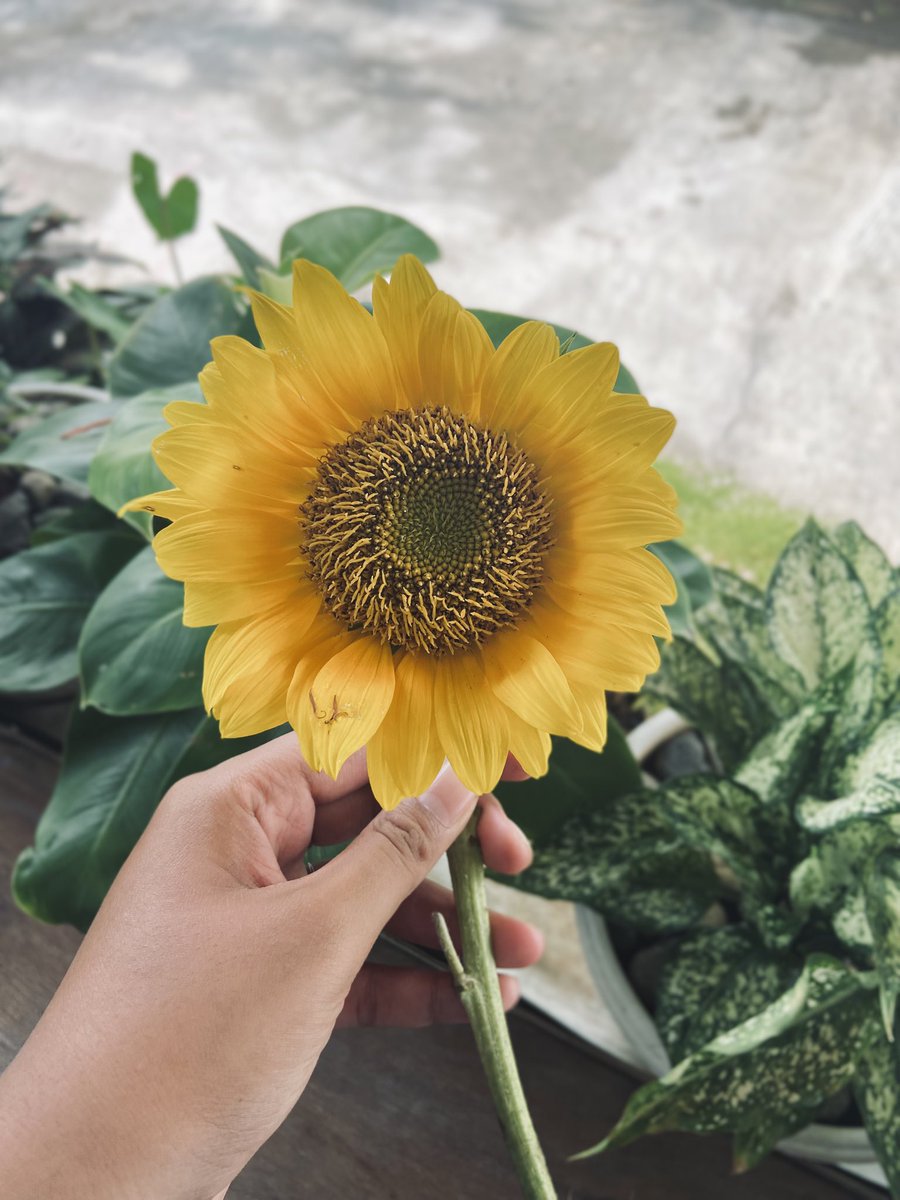 bluelrae's tweet photo. @tanyakanrl ip 11 nder https://t.co/JCQQuvOHIu