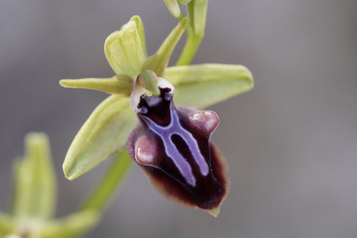 JnnyHarris's tweet photo. 51 &amp; 52/52 #OrchidsOfRhodes
April 2024 #AnOrchidAWeek

As orchid hunters head to Rhodes for the 2025 season, I don’t want to steal their limelight. So I’m finishing now. Here are highlights of an 8-day holiday where the fun stretched the whole year!

🧵1/n
#orchids #wildflowers https://t.co/w9S43jlURP