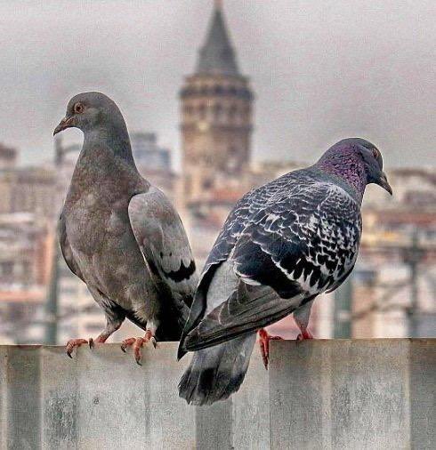 AdelAliBinAli's tweet photo. رأيت دنوَّ الدار ليس بنافعٍ ٍ
إذا كان مـا بين القلوب بعيدا https://t.co/sYJTzUOlv4