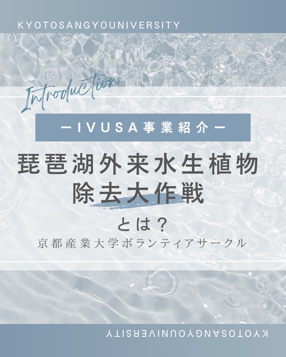 こんにちは！京都産業大学ボランティアサークルNONTSです！ 今回は【ivusa事業紹介：琵琶湖外来水生植物除去大作戦】を紹介します！  質問がありましたらお気軽にDMに連絡ください💌 #京都産業大学 #京産大 #春から京産生 #春から京産 #京産生 #大学生 #サークル