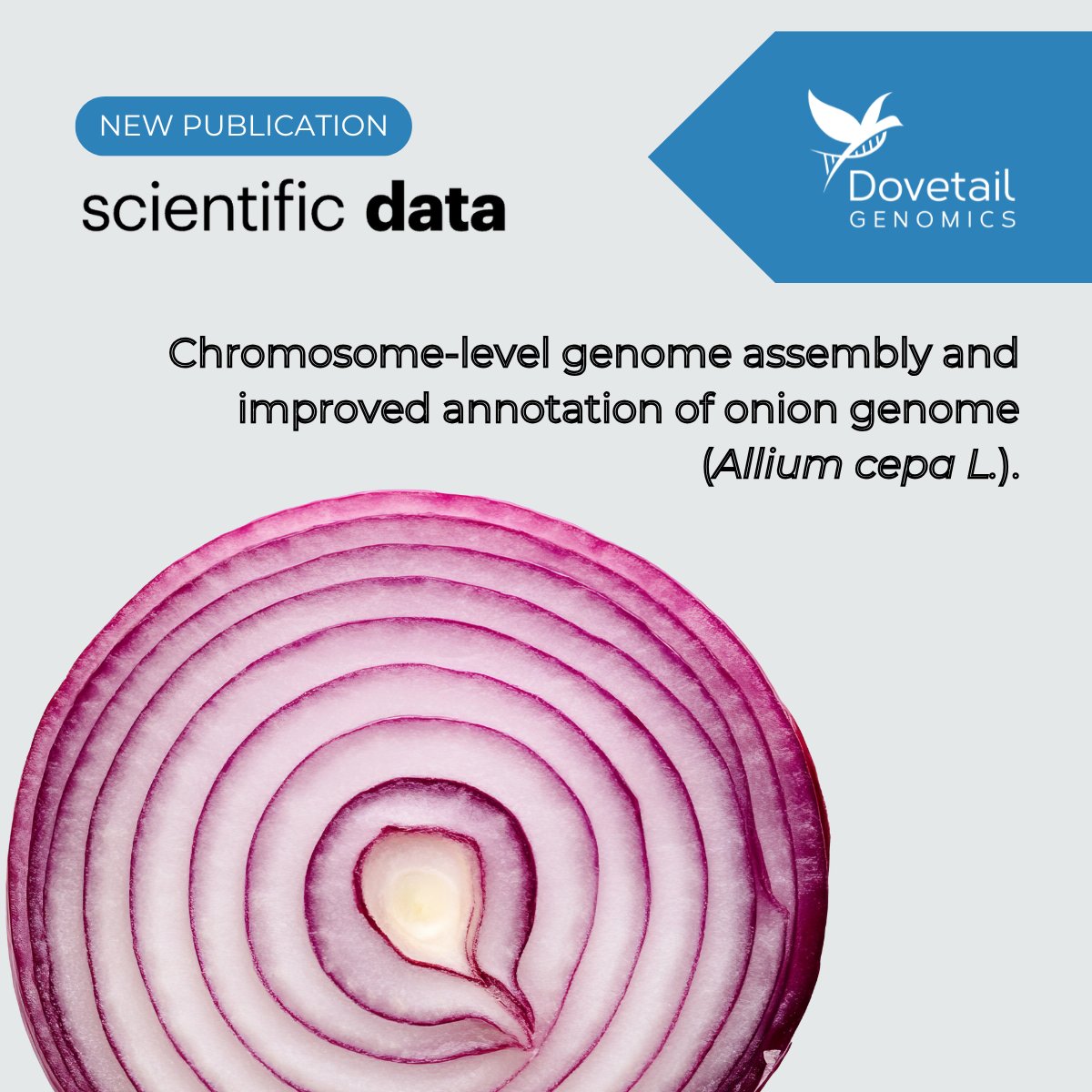 🧅 Onions have layers &amp; so does their genome! 🧬 Scientists just unveiled an improved Allium cepa L. assembly, revealing 95% repetitive sequences. Powered by Dovetail® Hi-C scaffolding, this resource boosts breeding &amp; Allium research—no tears required! 🌱 doi.org/10.1038/s41597…
