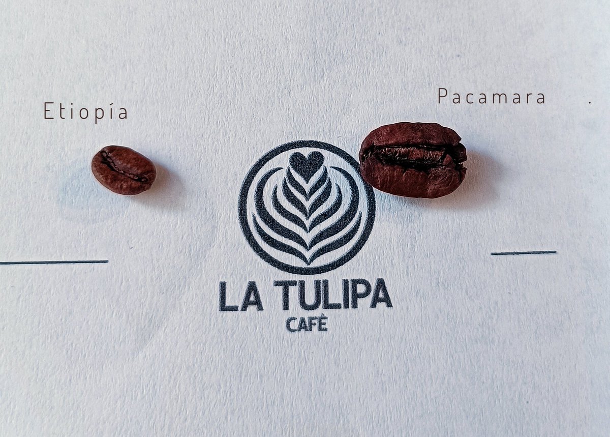 DarcoTT's tweet photo. Café de especialidad
#Etiopía #Pacamara
Degustando #cafe en #LaTulipa https://t.co/zdLJaTjeWy