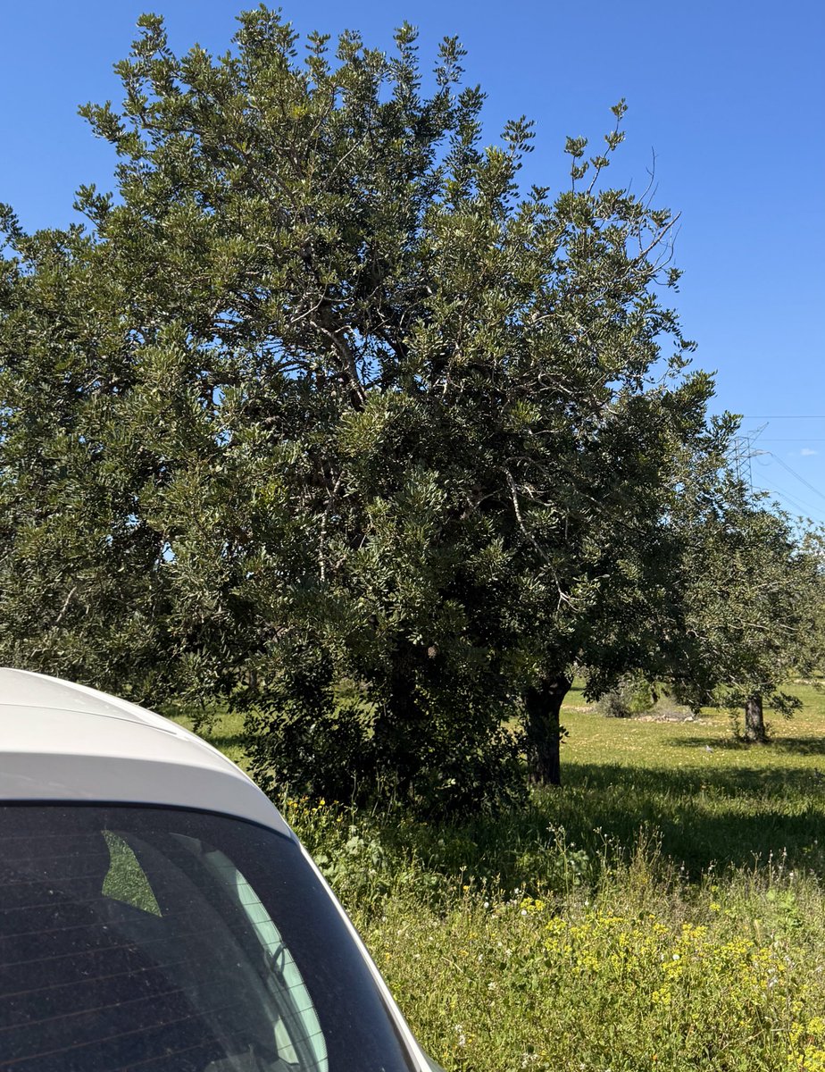 _liern's tweet image. Lately💌