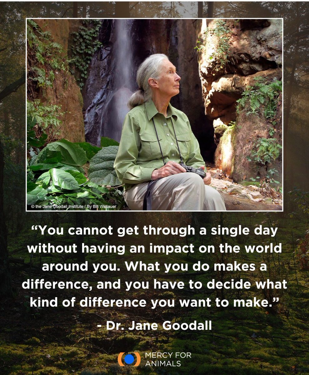BCFS_Masindi's tweet photo. Today, we join the world to celebrate an icon, an inspiration and mentor to many in conservation across the world. #janegoodall Happy 91st Birthday and Cheers to many more. https://t.co/VfOXOdgezD