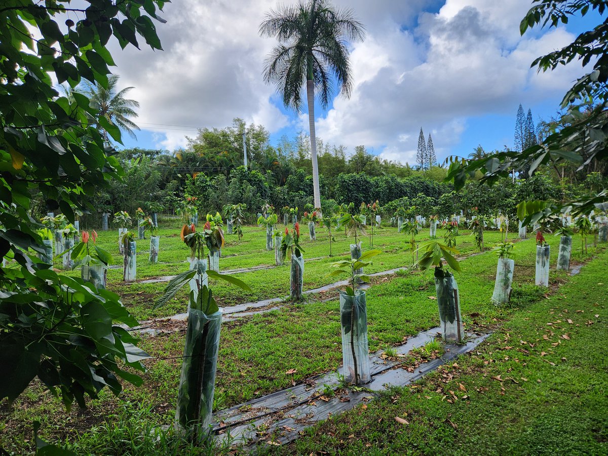 Valley Isle Chocolate is dedicated to sustainable practices and fostering relationships with growers based in Hawaii. Here on the beautiful island of Maui, cacao trees are growing up out of their protections.