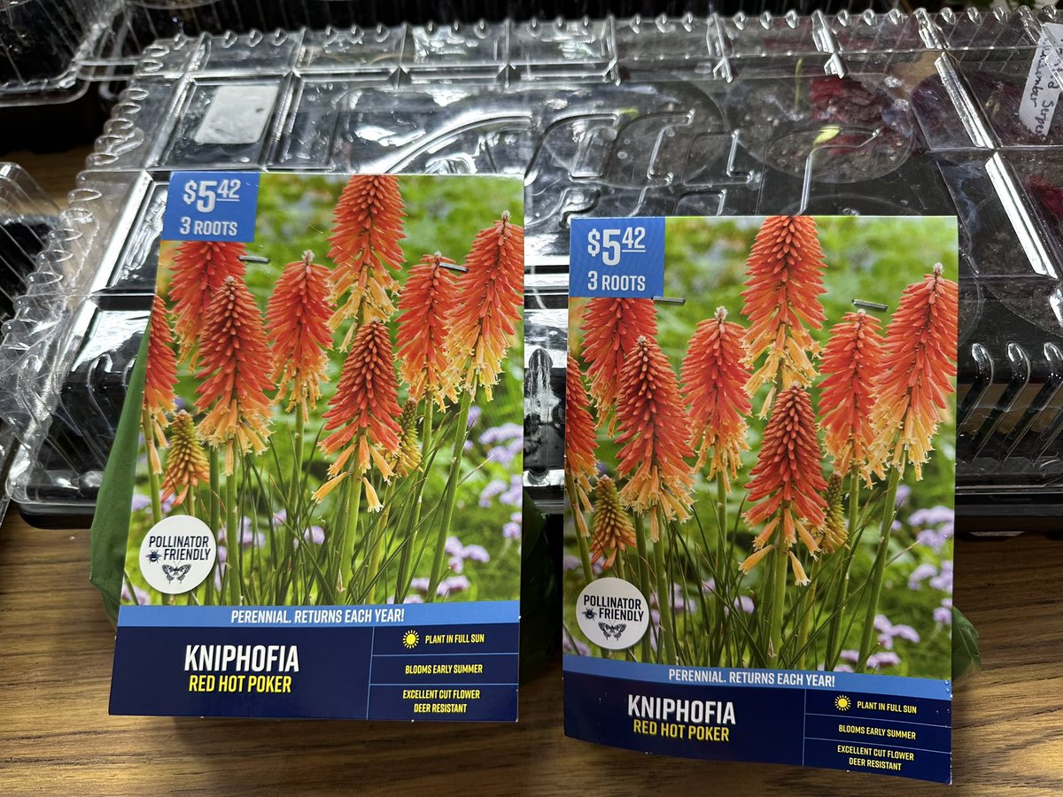 Wish me luck <a href="/richpokers/">🌱Rich Pickings 🌳🌷🏵️</a>!  I’m determined to have a fine showing of pokers in my garden this year!  😊