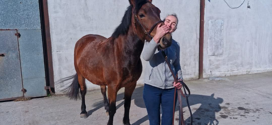 Mt_Briscoe's tweet photo. Delighted to confirm Lovedie Whorl received Class 1 today in Glenamaddy at the HSi inspections. 

Terrific result. Well pleased. Her dam is Libby and sire Lionswood Kinsale Lad. 

I hope connections happy too. 

#Mountbriscoeorganicfarm #irishdraught #nativebreeds https://t.co/D0XEpOusjs