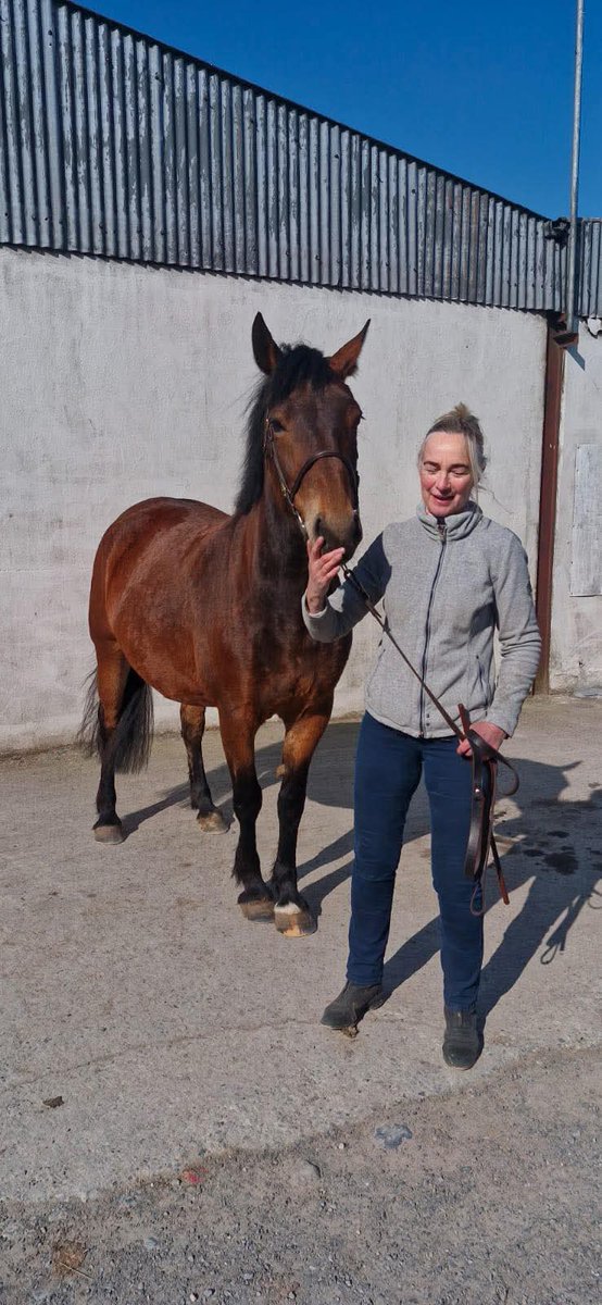 Mt_Briscoe's tweet photo. Delighted to confirm Lovedie Whorl received Class 1 today in Glenamaddy at the HSi inspections. 

Terrific result. Well pleased. Her dam is Libby and sire Lionswood Kinsale Lad. 

I hope connections happy too. 

#Mountbriscoeorganicfarm #irishdraught #nativebreeds https://t.co/D0XEpOusjs