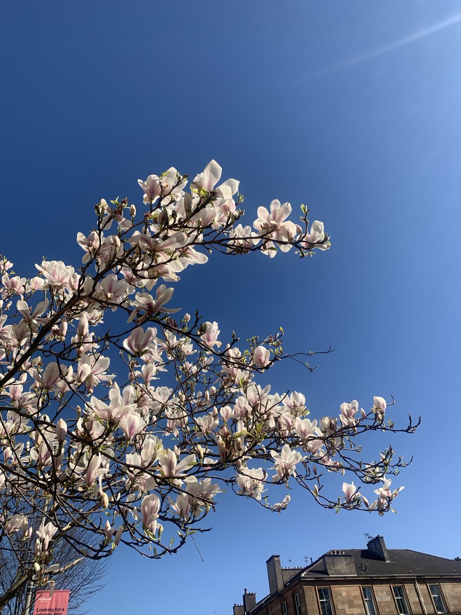 Magnolia #strathbungo