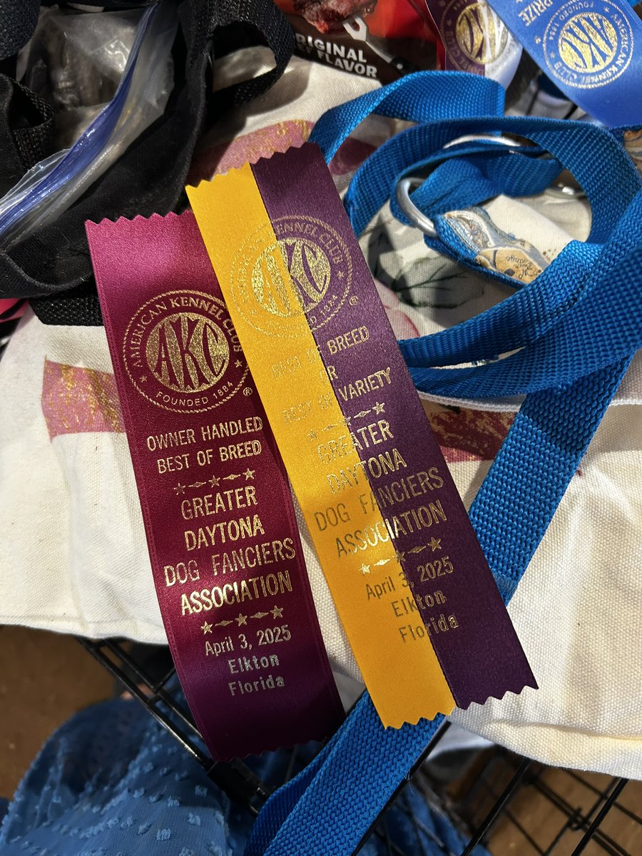 Another Best of Breed for Caity Cait today!